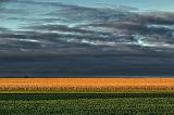 Green & Gold Fields_00702